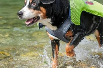 Schwimmweste M für Hunde