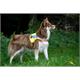 Gilet lumineux chien LED L | Bild 2