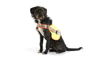 Gilet lumineux chien LED XXL